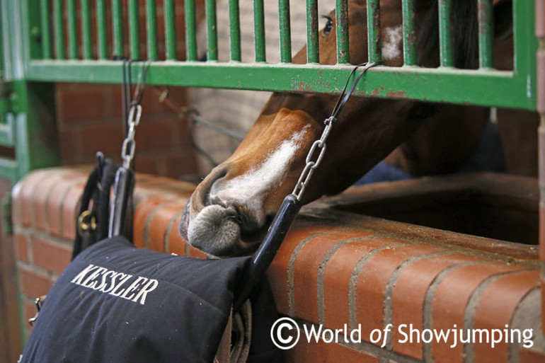 Reed Kessler's Goose thought it was boring that he didn't get more attention!