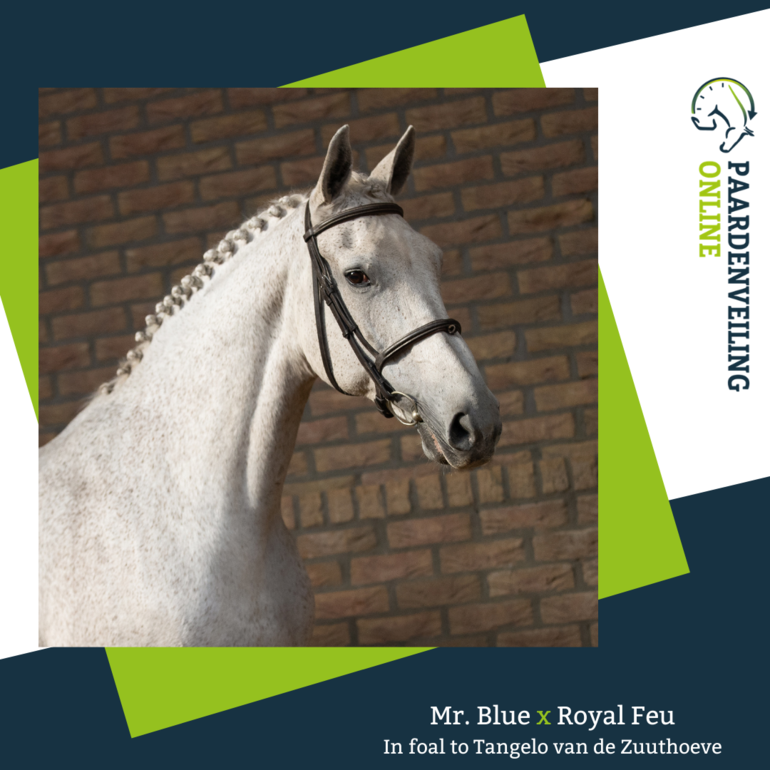 Davidoff Silver Shadow, Mr. Blue x Royal Feu - in foal to Tangelo van de Zuuthoeve