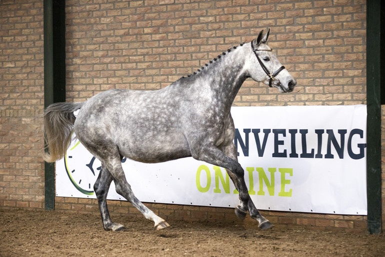 Paardenveilingonline.com