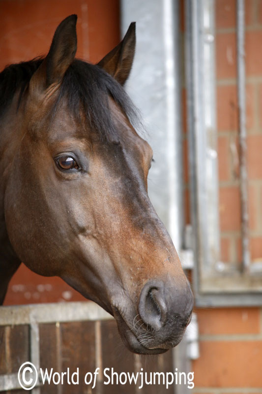 The eight year old Singular LS La Silla is described by Marcus as “a beautiful type, brave, scopey".