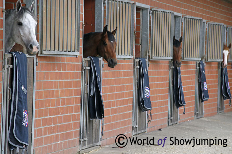 Most of the stallions are kept in the outside stables.