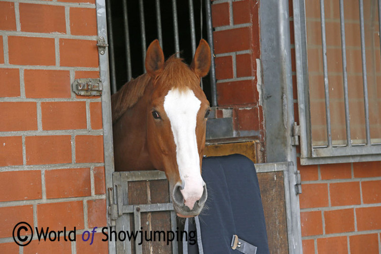 The approved stallion Again du Toultia.