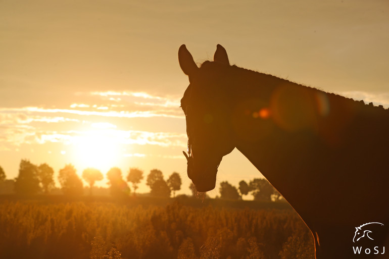 Photo © Jenny Abrahamsson for World of Showjumping.