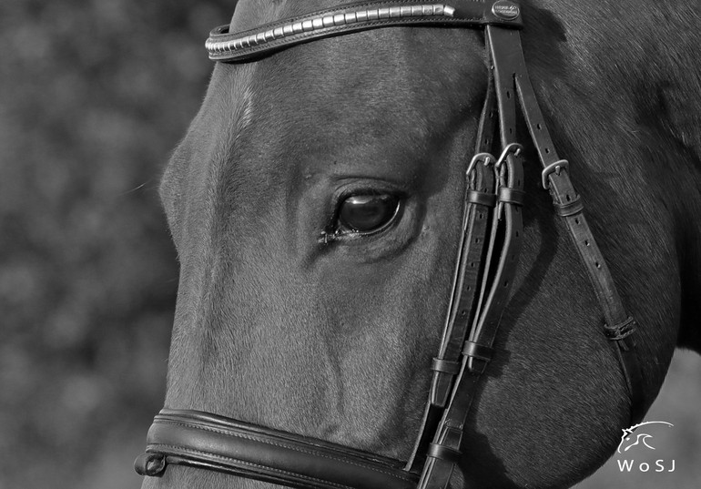 Photo © Jenny Abrahamsson for World of Showjumping.