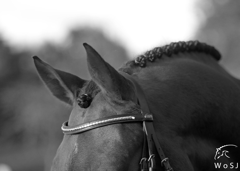 Photo © Jenny Abrahamsson for World of Showjumping.