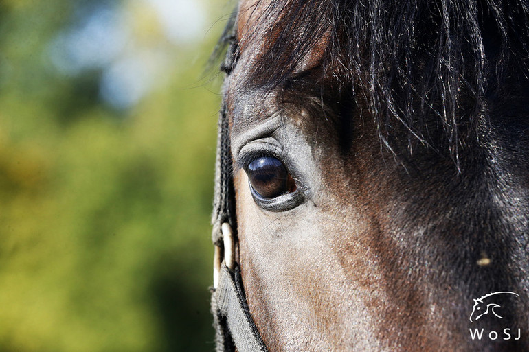 Photo © Jenny Abrahamsson for World of Showjumping.