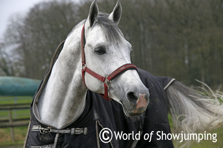 The handsome Cornado NRW is turned out in the field every day... 