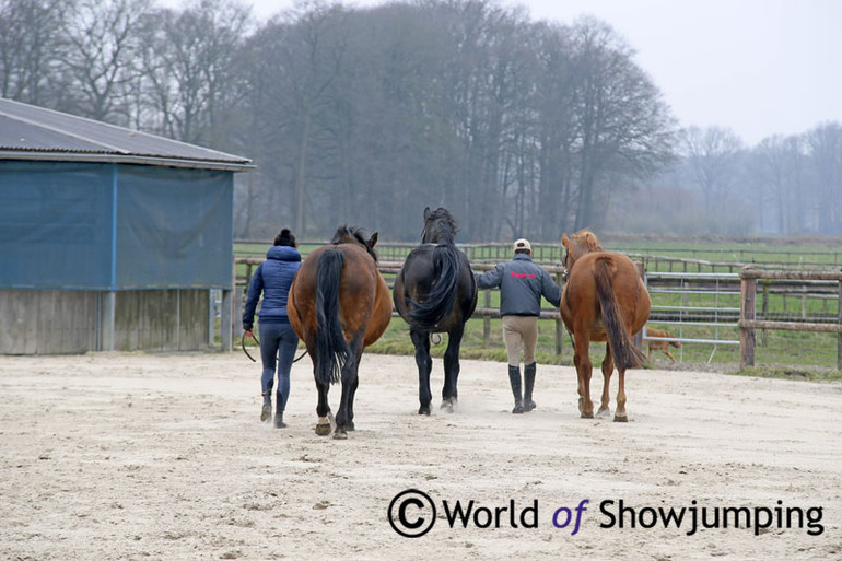 The brood mares heading out for the fields.