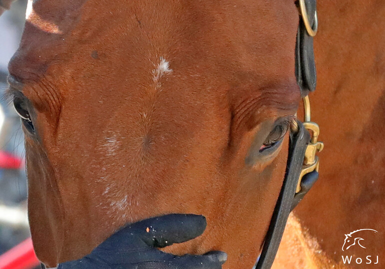 Photo © Jenny Abrahamsson for World of Showjumping