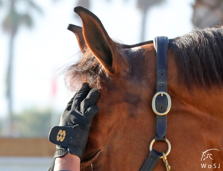 Photo © Jenny Abrahamsson for World of Showjumping