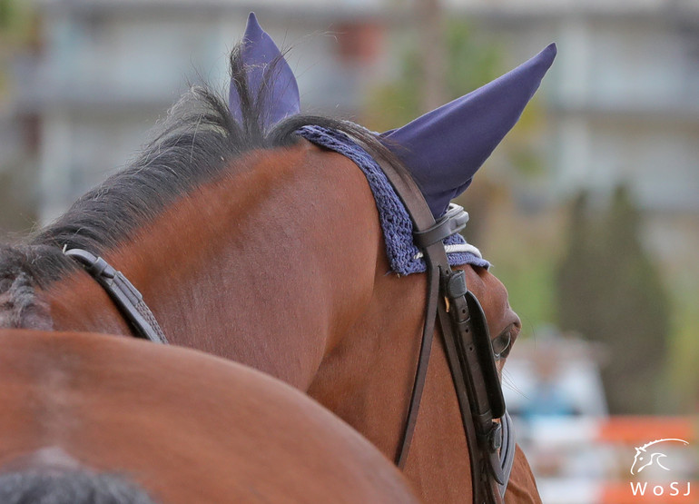 Photo © Jenny Abrahamsson for World of Showjumping.