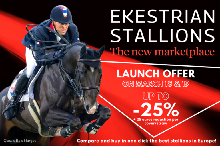 Ekestrian Stallions