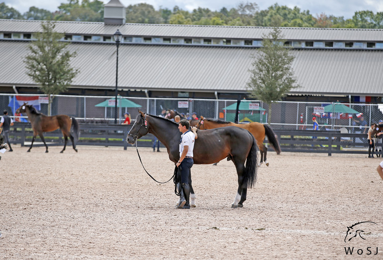 Photo © Jenny Abrahamsson for World of Showjumping.