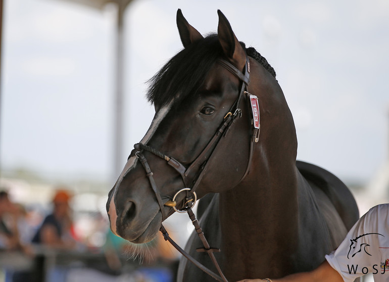 Photo © Jenny Abrahamsson for World of Showjumping.