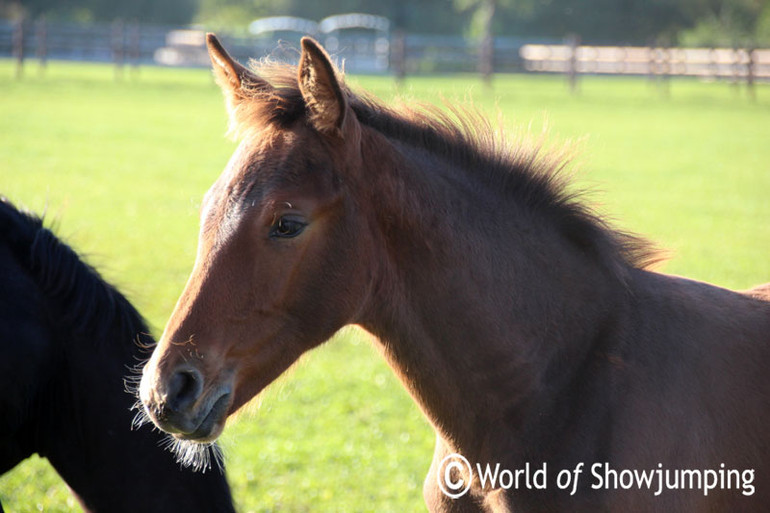 Valentina van't Heike's super cute baby who is by the equally cute King Julio - out enjoying the last taste of summer at Jos Lansink's yard in Meeuwen, Belgium. 