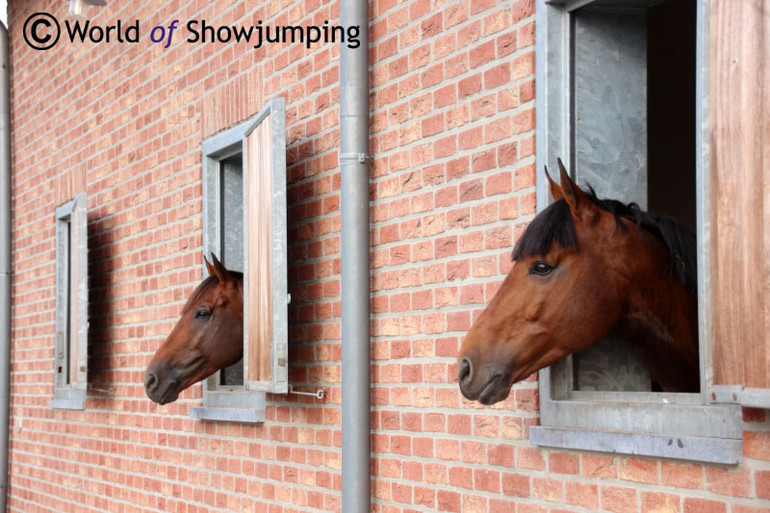 A room with a view: King Julio and Zerlin M enjoying life at Stal Lansink. Photos by World of Showjumping.