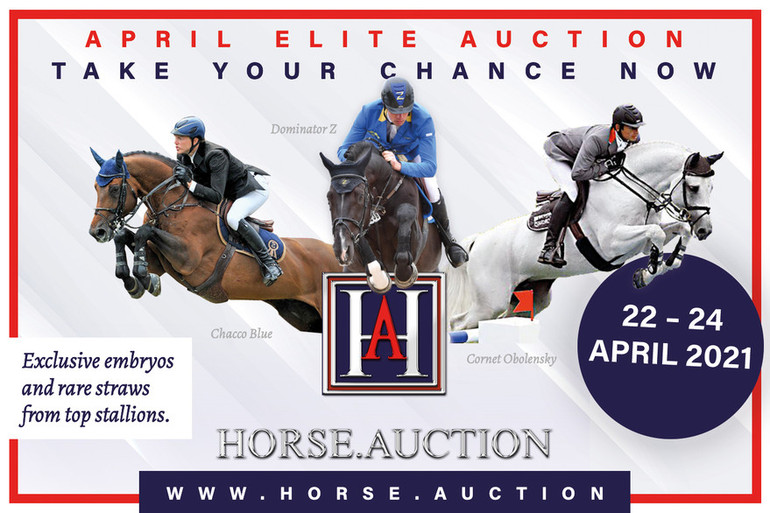 The Horse.Auction