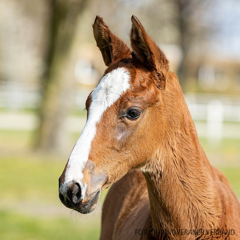 Legend (Lord Pezi x Quintender) 