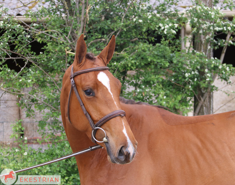 Lot 32 - Broodmare, direct damline of Dancing Bride