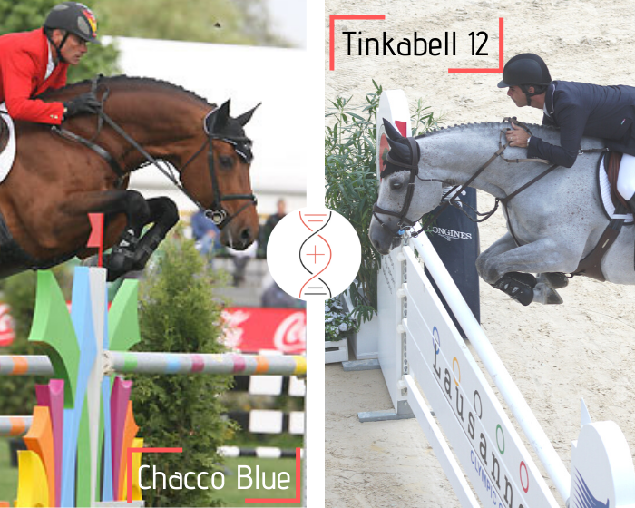 Lot 5 - Chacco Blue out of Tinkabell 12