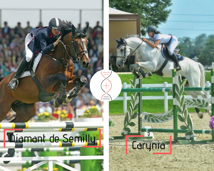 Lot 3 - Diamant de Sémilly x Carynia