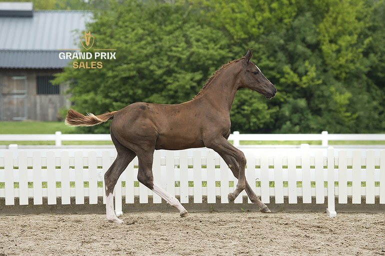 El Capone 2000 Z, colt by Emerald