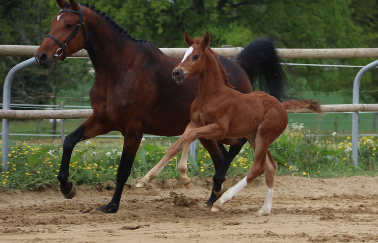 Colt - Comme Il Faut x Atlete van't Heike