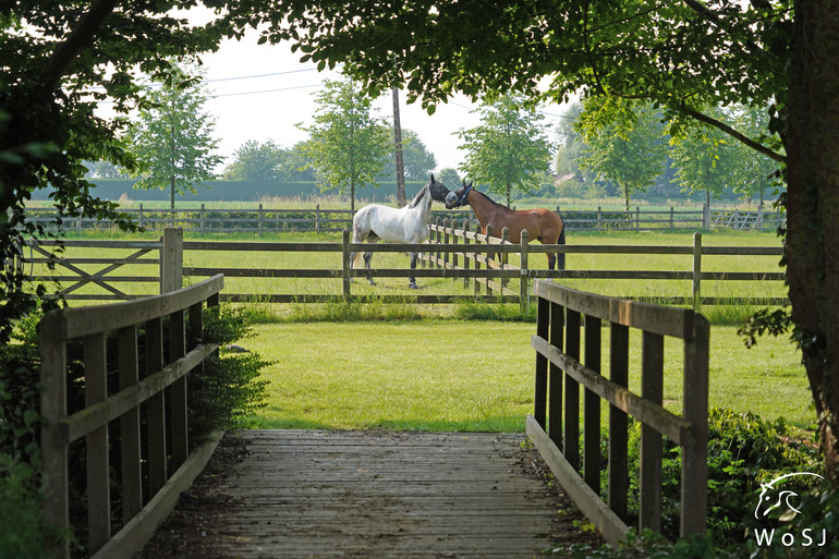 © World of Showjumping