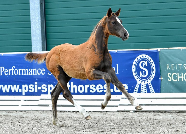 Schockemöhle/Helgstrand International Online Foal Auction
