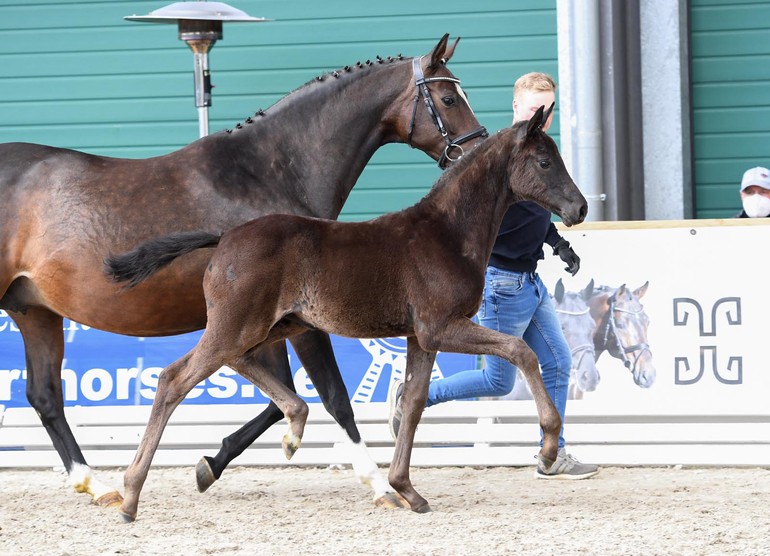 Schockemöhle/Helgstrand International Online Foal Auction