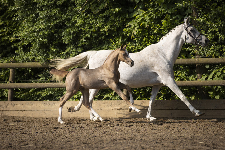 Paardenveilingonline.com