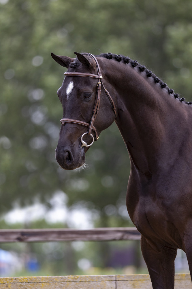 Cascador EB (Casall x Lavaletto) gelding, born 2013, level 1.35m.