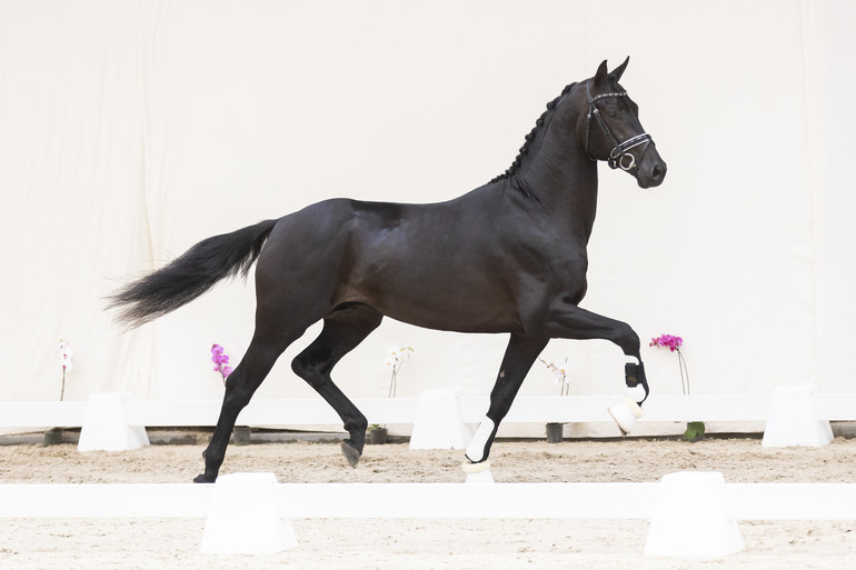 Noir BH (Everdale x Vivaldi) 