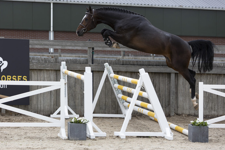 Getting closer to the finals; last chance to bid at Black Horses Auction |  World of Showjumping