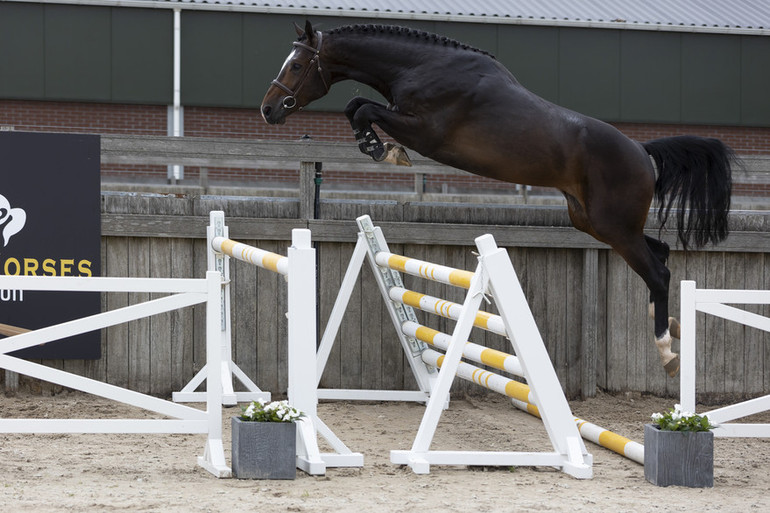 Getting closer to the finals; last chance to bid at Black Horses Auction | World of Showjumping Getting closer to the finals; last chance to bid at Black Horses Auction | World of Showjumping