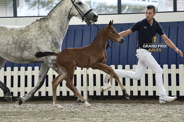 Carlyne de Nyze Z, filly by Chacco Blue