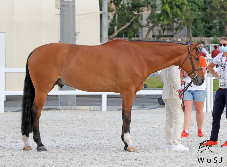 Photo © Jenny Abrahamsson for World of Showjumping