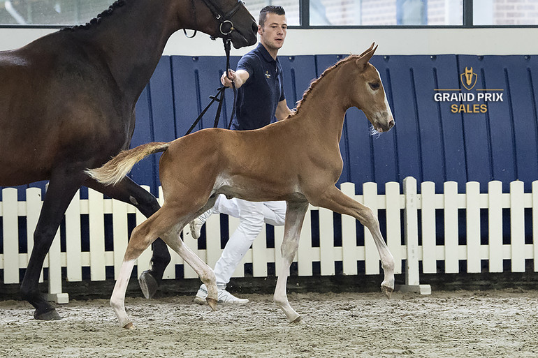 Focus Tachor Z (For Pleasure) colt