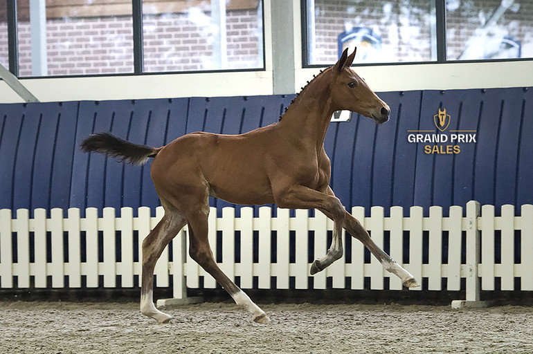 Cruz de Nyze Z (Chacco Blue) colt