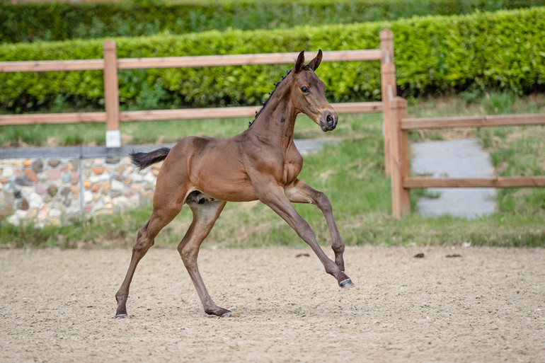 Reaction W van ‘t Studutch (Chacco-Blue x Heartbreaker) 