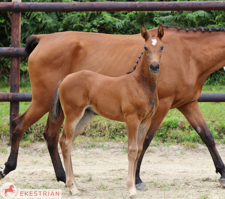 Lot 19: Unique daughter of Lima de Muze