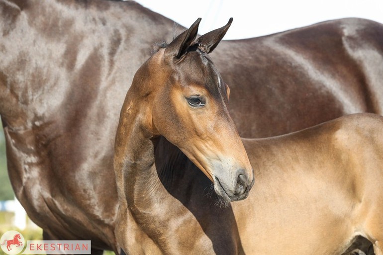 Lot 32: Comme d’Api vd Hacienda (Cumano x Darco).