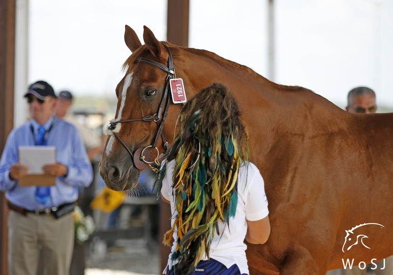 Photo © Jenny Abrahamsson for World of Showjumping.