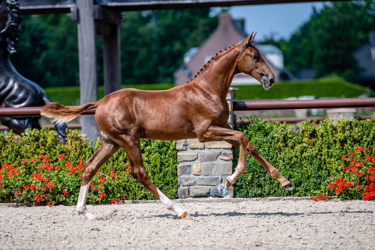 Rocky Field (Clintrexo Z x Chin Chin