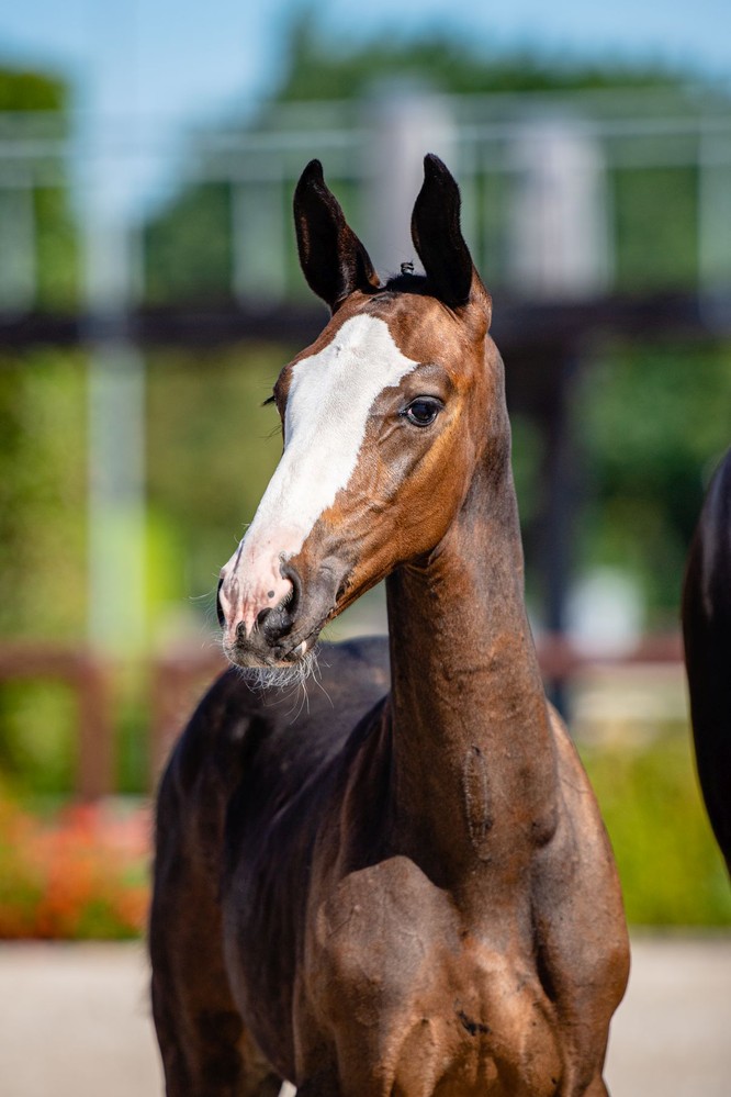 Quel Homme de Hus' brother in Trigon Auctions | World of Showjumping