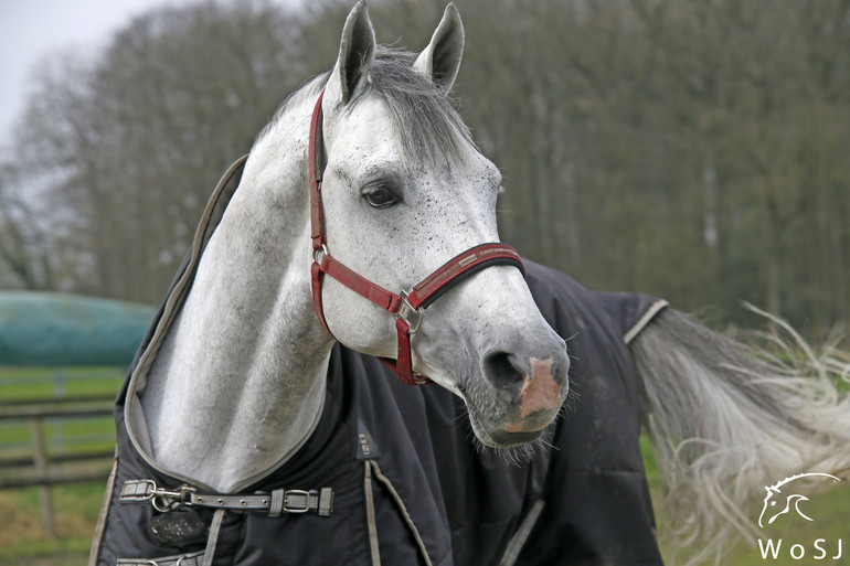 Photo © Jenny Abrahamsson for World of Showjumping.