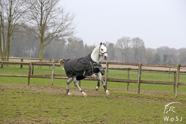 Photo © Jenny Abrahamsson for World of Showjumping.