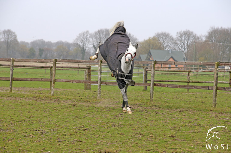 Photo © Jenny Abrahamsson for World of Showjumping.