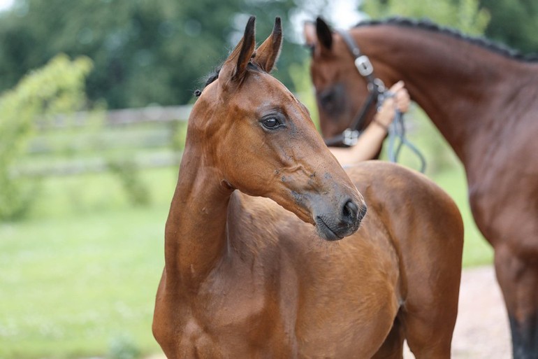 Ekestrian Elite Showjumping Auction