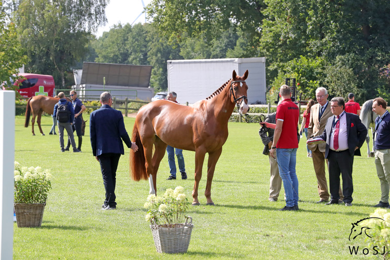 Photo © Jenny Abrahamsson for World of Showjumping.